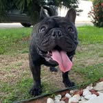 BART | BULLDOG FRANCÊS - @bart_bull_dog - Instagram
