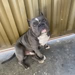 Bart_American Bully - @bart_bullyofc - Instagram