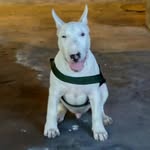 Bart - @bart.bull - Instagram