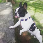 Bart - @bart.bullfrances - Instagram