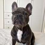BART - @bart_.bulldog_francese - Instagram