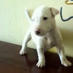 bart - @bart_bull_09 - Instagram