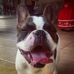 Bart - @bartbull - Instagram