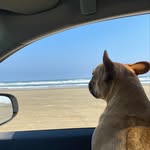 BART - @bartbulldogg - Instagram