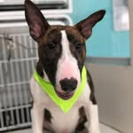 Bart_bull terrier - @bart_bullterrie - Instagram