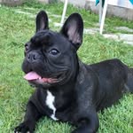 Bart Bulldog Frances 🐾 - @bartbulldogfrances_ - Instagram