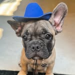 Bart, o curioso - @bartbull.dog - Instagram