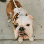 Bart the Bulldog - @bartleby.the.bulldog - Instagram
