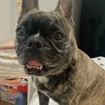 Bartbull - @petbartbull - Instagram