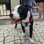 Bart.bully - @bart_bully2 - Instagram