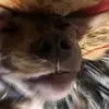 bartdabitbull - @bartdabitbull - TikTok