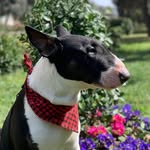 Bartholomew - @bart_bullterrier - Instagram