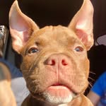Bartholomew  -  BART - @bart__bully - Instagram