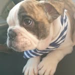Bartolomeo - @bart_bulldog13 - Instagram