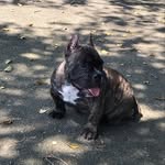Mini bart - @bart_bully_ - Instagram
