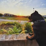 Bart Green House Of Baron - @baroncanecorso_ - Instagram