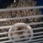 Bart 🐹 - @barthamptonhamster - Instagram
