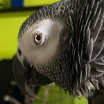 Bart Henry - @grayparrotmedia - Instagram