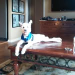 Adventures of Bart - @bart_holder_the_dog - Instagram