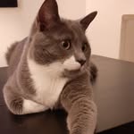 Pixel 🐱 - @pixel_bartholmes - Instagram