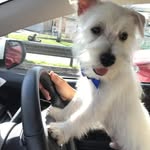 Bartho - @bartho.westie - Instagram