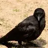 Bart Janssen - @bart.janssen8 - TikTok