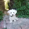 Bart Ally - @bartally - TikTok