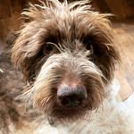 Bart Lambert - @beard0775 - Instagram