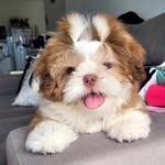 Bartolomeu Langer - @bart.langer - Instagram
