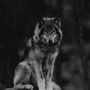 Herr Lang Bart - @herr.lang.bart - TikTok