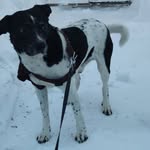 Bart Petersen - @hollanderinlapland - Instagram
