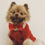 Bartalameo - @bart_polly - Instagram