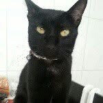 Bart  Cat H. A. Storino Ramos - @bartcats - Instagram