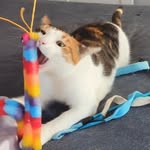 Bart, Reese, Lucy, & Piper - @mybosscats - Instagram