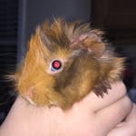 Milo, Bart, Reese - @guineapigs_102 - Instagram