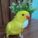 Bart_ring neck - @bart_ringneck - Instagram