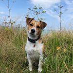 632879 - @jack_russell_bart__ - Instagram