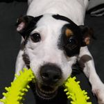 Bart - @bart.jack.russell - Instagram