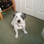 bart russell - @bart_the_dog_123 - Instagram