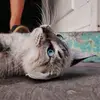 bart.salgado - @bart.salgado - TikTok