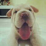 Bart Shar-Pei - @bartsharpei - Instagram