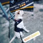 Bart_Sharpei - @bart.sharpei - Instagram