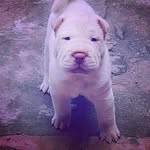 @bart_sharpei - Instagram