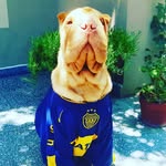 BART the Sharpei 🐶🐾 - @sharpeibart - Instagram