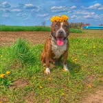 Bart Simpsons - @bartsimpsons573 - Instagram
