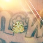 Bart Watson - @bartwatson420 - Instagram