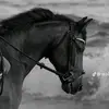 BartoloZamora24 - @bartolozamora24168 - TikTok