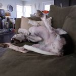 Bart Zimmerman - @cheddarcheese4804 - Instagram