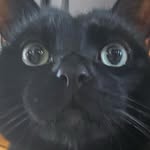 Ichabod Bartholomew Bates - @thickabod - Instagram