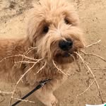Rexford Bartholomew Dominek - @rexfordbartholomew - Instagram